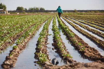 La provincia tiene 31.000 hectáreas para la producción hortícola