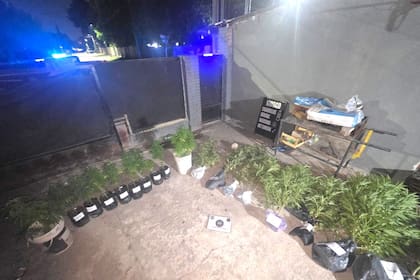 La PSA secuestró 18 plantas de cannabis