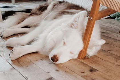 La psicóloga y experta animal de la Universidad de Harvard, Deirdre Barrett señala que incluso las mascotas llegan a soñar con sus amos y personas más allegadas (Foto Pexels)