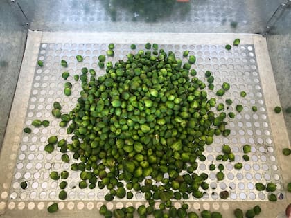 La quercetina, un flavonoide presente en las alcaparras, mostró capacidad para activar canales celulares claves para la función del corazón y el cerebro