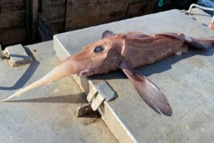 La quimera es prima de los tiburones y las rayas y vive en las profundidades marinas, donde puede llegar a los 3000 metros bajo la superficie