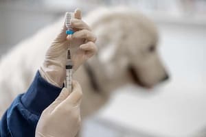 La rabia es una enfermedad infecciosa vírica que causa alrededor de 60 000 muertes cada año