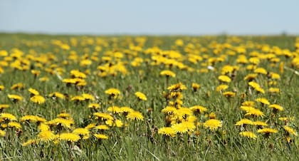 La raíz de la flor contiene inulina, una fibra que estimula la flora intestinal y mejora el tránsito digestivo, según Cleveland Clinic