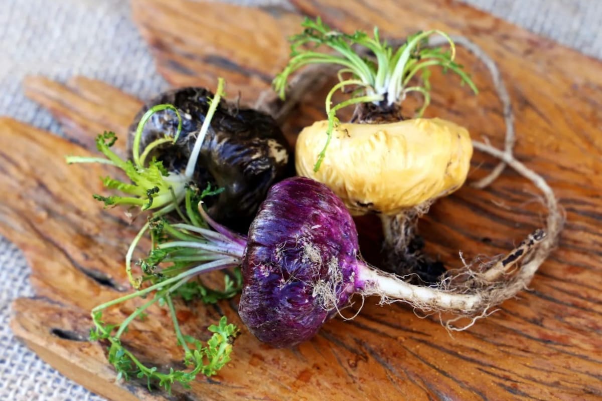 La raíz de maca es considerada un superalimento en los Andes peruanos