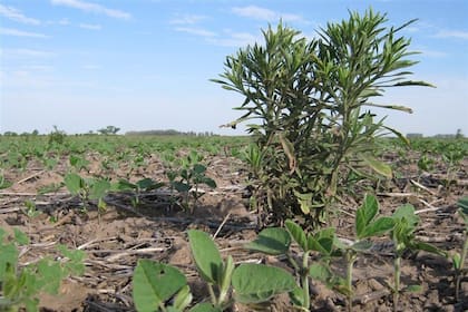 La rama negra continúa siendo la principal maleza de otoño-invierno
