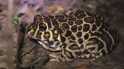 La rana coralina, conocida también como rana de Santa Fe, tiene manchas como las de un leopardo