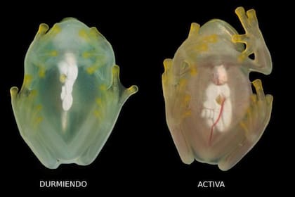 La rana de cristal tiene más glóbulos rojos en su sistema circulatorio cuando está activa que cuando duerme