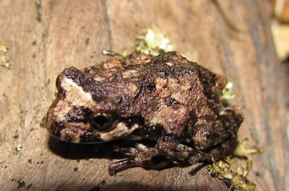 La rana de los alerces es microendémica de la isla del Lago Menéndez