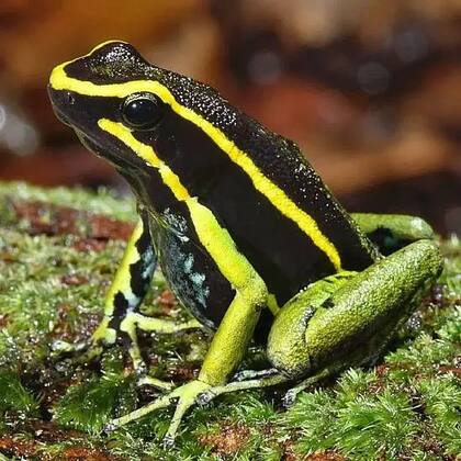 La rana venenosa de tres rayas (Ameerega trivittata) desarrolló toxinas para defenderse de los depredadores