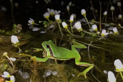 La ranita de San Antonio (Hyla molleri) emplea el canto para encontrar pareja reproductiva