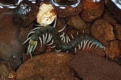 La rareza del hallazgo reside en que esta criatura es la tercera de su tipo en ser identificada en cualquier parte del mundo