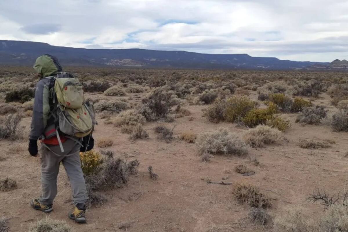 La rata fue detectada en la zona del Valle del Arroyo Perdido