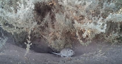 La rata vizcacha es gris con la panza blanca