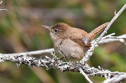 La ratona común, nos ayuda a controlar los insectos en la huerta