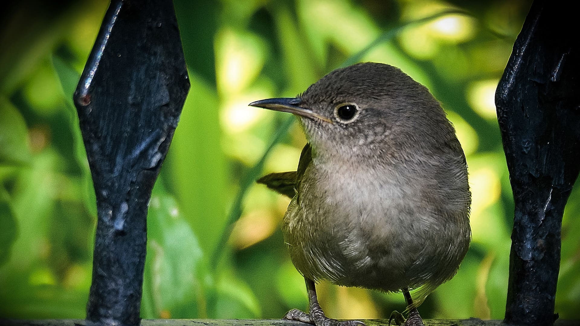 El benteveo común (Pitangus sulphuratus) es una de las aves más reconocibles y ampliamente distribuidas en América, conocida por su llamativo plumaje y su canto fuerte y melodioso.