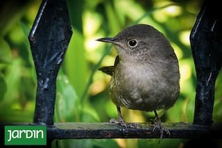 ¿Qué especies de aves se quedan y cuáles se van?