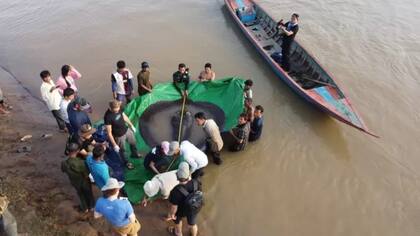 La raya fue regresada al río luego de ser identificada para ser rastreada.
