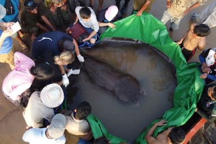 La raya gigante de agua dulce es una especie en peligro de extinción.