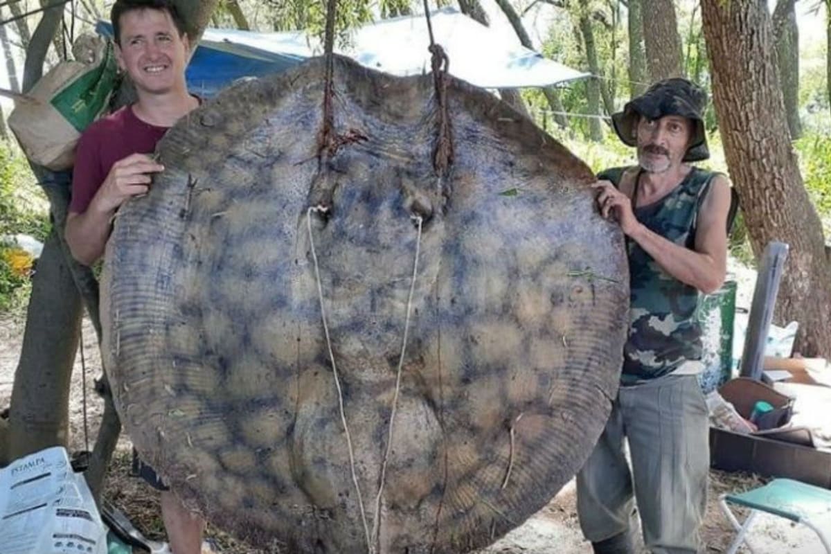 La raya gigante pescada en el Paraná