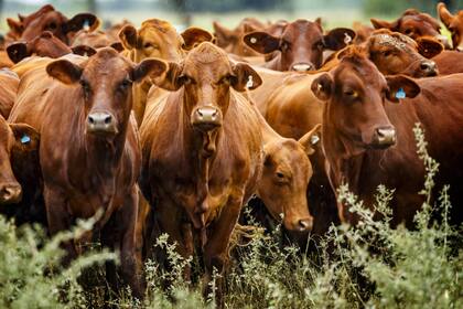 La raza, además, demostrará todo su potencial en genética bovina en el marco de las Nacionales