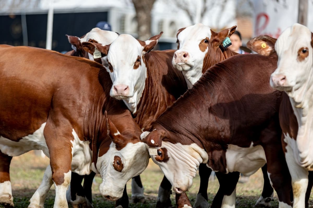 La raza Braford estará presente en Expoagro 2025