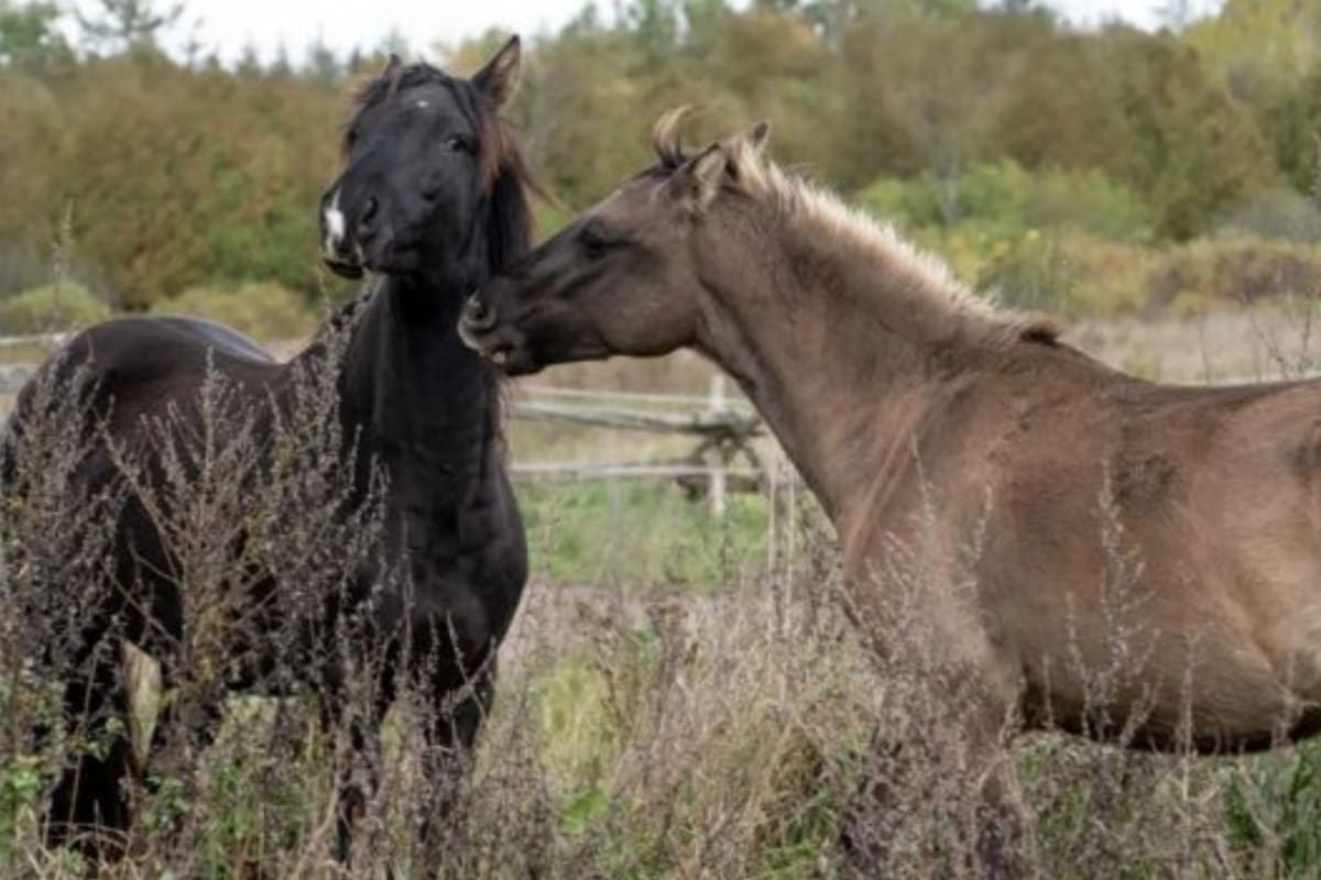 La raza de caballos que pone en duda la teoría de que estos animales llegaron a América con los colonizadores europeos