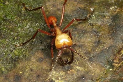 La raza de hormigas guerreras Dorylinae
