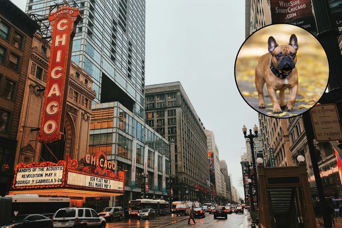 La raza de perro favorita en Chicago fue la misma en los últimos seis años (Archivo/Canva)