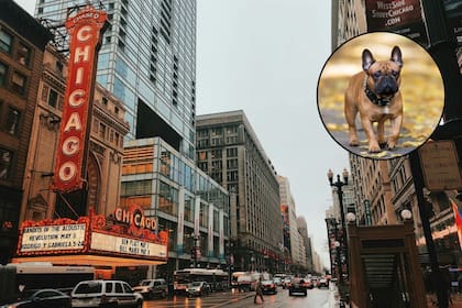 La raza de perro favorita en Chicago fue la misma en los últimos seis años (Archivo/Canva)