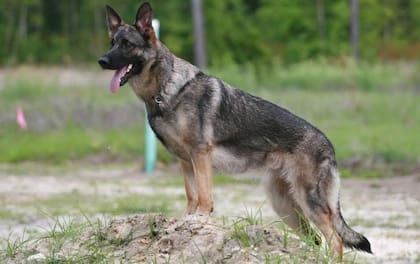 La raza de perro Pastor Alemán se creó a fines del siglo 19