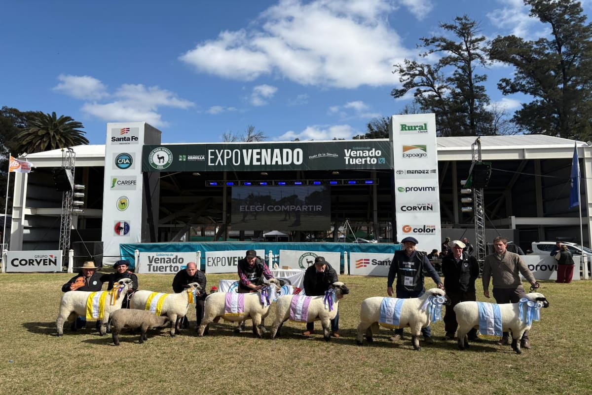 La raza Hampshire Down, en ExpoVenado, Venado Tuerto, Santa Fe