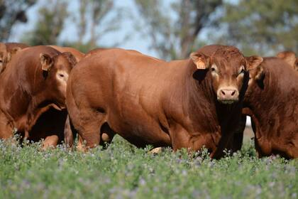 La raza limousin es carnicera caracterizada por su mayor rendimiento, a raíz de su mejor relación hueso/carne, y su excelencia como raza cruzante