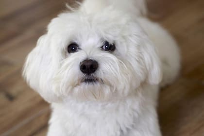 La raza Maltés es la más reconocida dentro de los animales domésticos