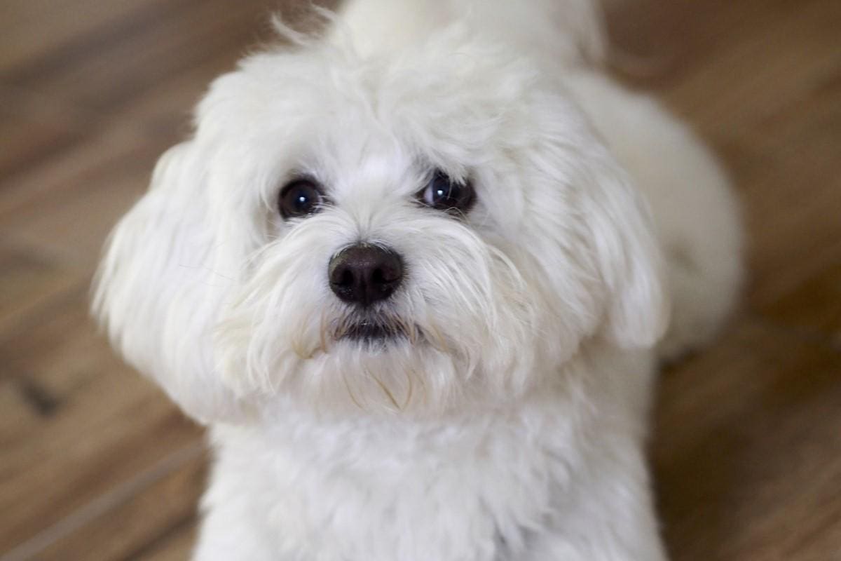 La raza Maltés integra el grupo selecto de mascotas aptas para vivir en un departamento