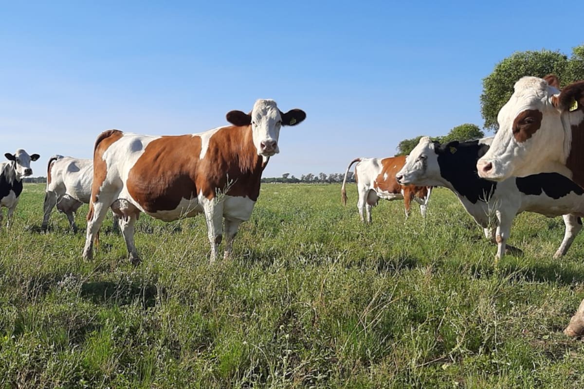 La raza Montbeliarde se comporta muy bien ante el estrés calórico y no reduce la producción por altas temperaturas