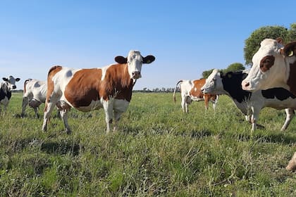 La raza Montbeliarde se comporta muy bien ante el estrés calórico y no reduce la producción por altas temperaturas