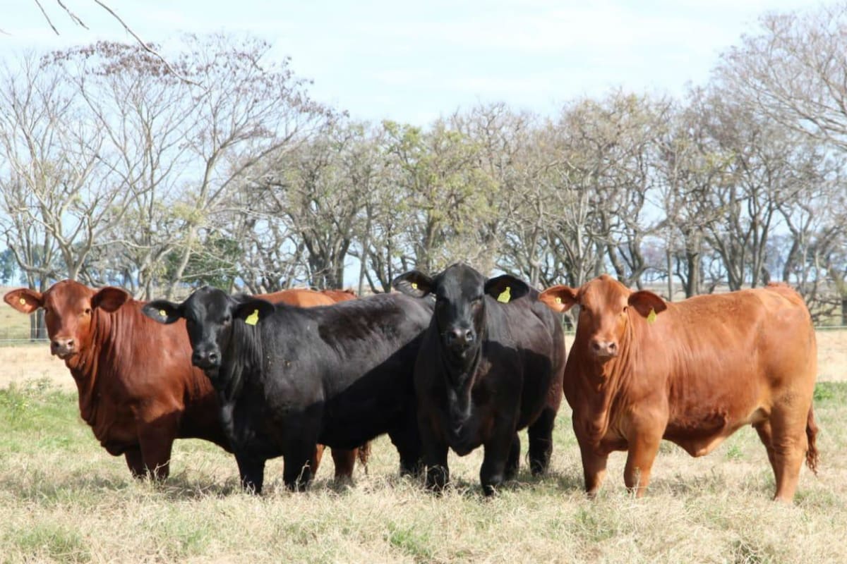 La raza mostrará su potencia con una gira y jornada en Córdoba
