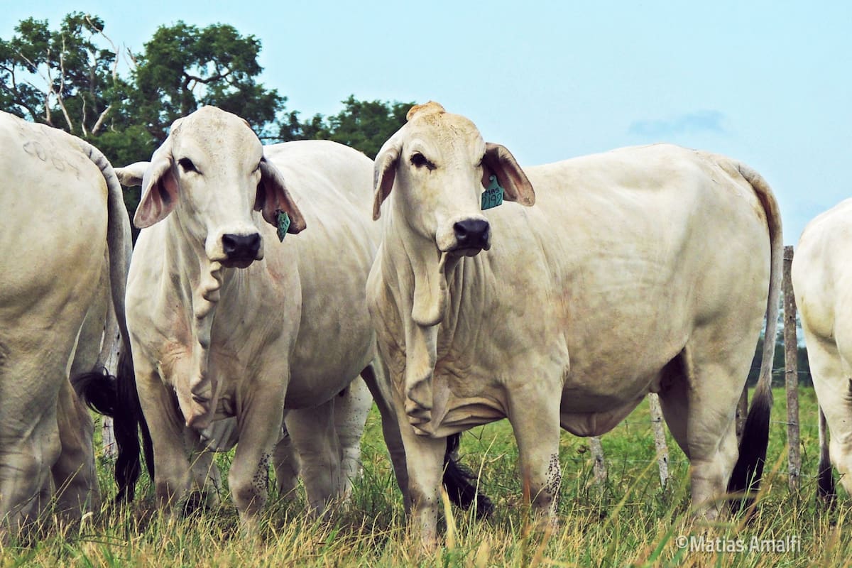 La raza tiene características únicas