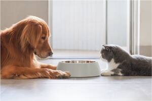 La razón científica de por qué los gatos son más selectivos que los perros a la hora de comer
