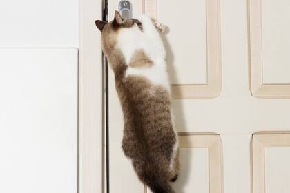 La razón de por qué los gatos odian las puertas cerradas, según los expertos