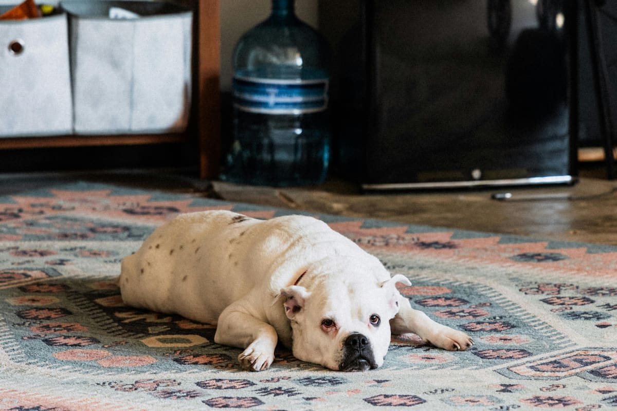 La razón de por qué los perros mueren con los ojos abiertos