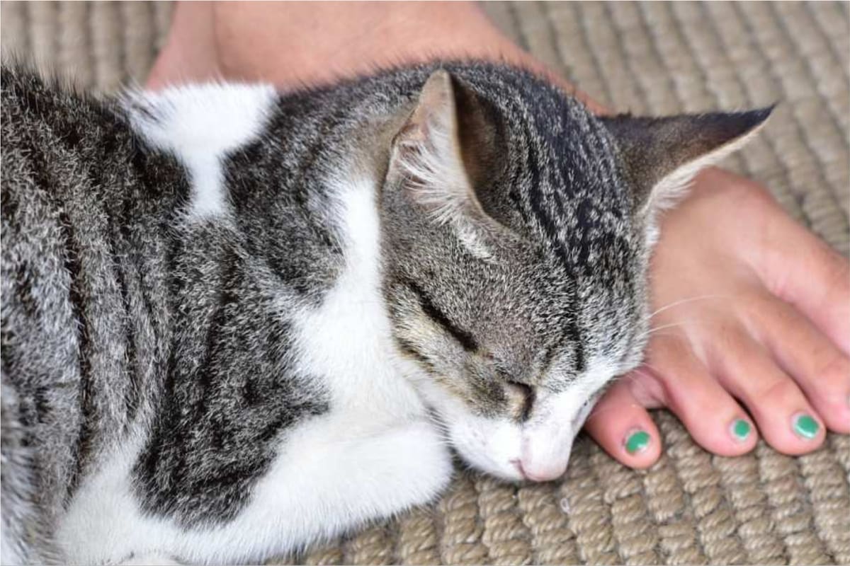La razón oculta de por qué los gatos eligen los pies de sus dueños