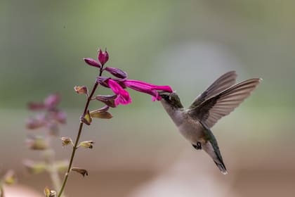 La razón por la que los colibríes visitan los jardines y qué indica su presencia