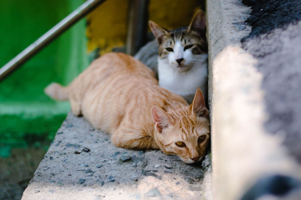 La razón por la que los gatos saben retornar a su casa tras varios días