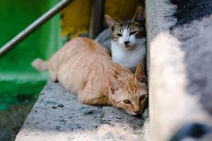 La razón por la que los gatos saben retornar a su casa tras varios días