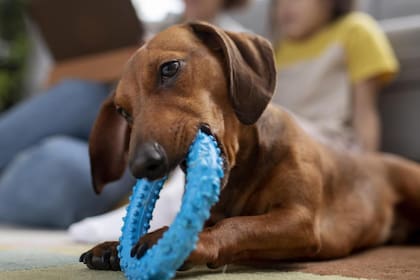 La razón por la que los perros muerden objetos