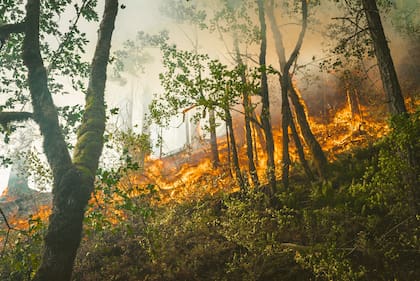 La razón por la que se cortan y extraen los árboles muertos es la de disminuir la biomasa seca que podría ejercer de combustible en un segundo incendio