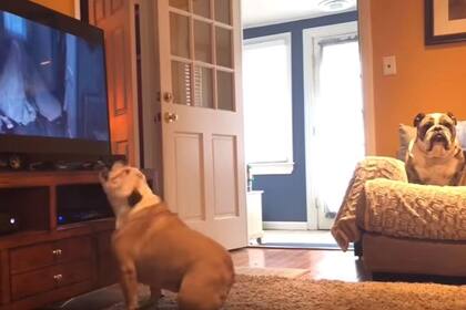 La reacción de este perro ya cuenta con más de 140 mil reproducciones en YouTube
