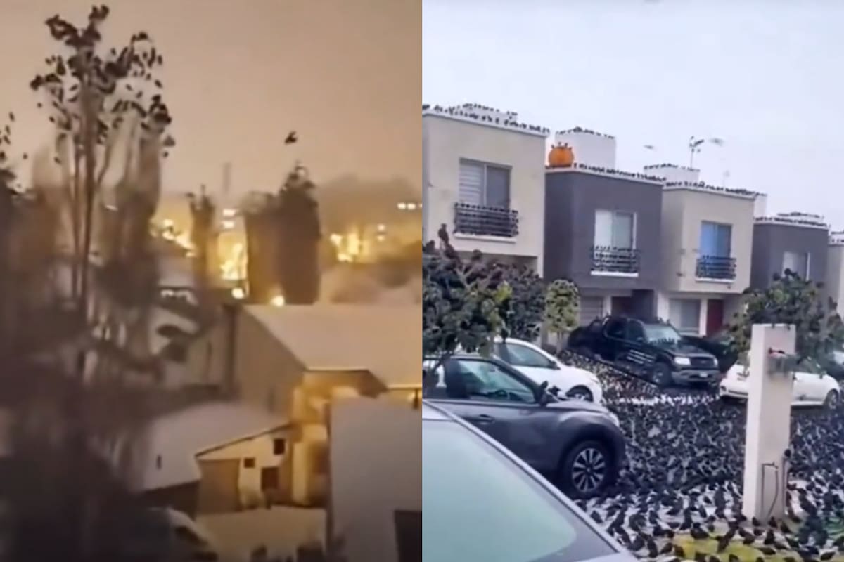 La reacción de las aves llama la atención en todo el mundo (Captura video)