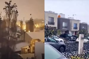 La reacción de las aves llama la atención en todo el mundo (Captura video)